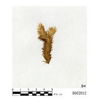 藏品(疣葉白髮苔)的圖片